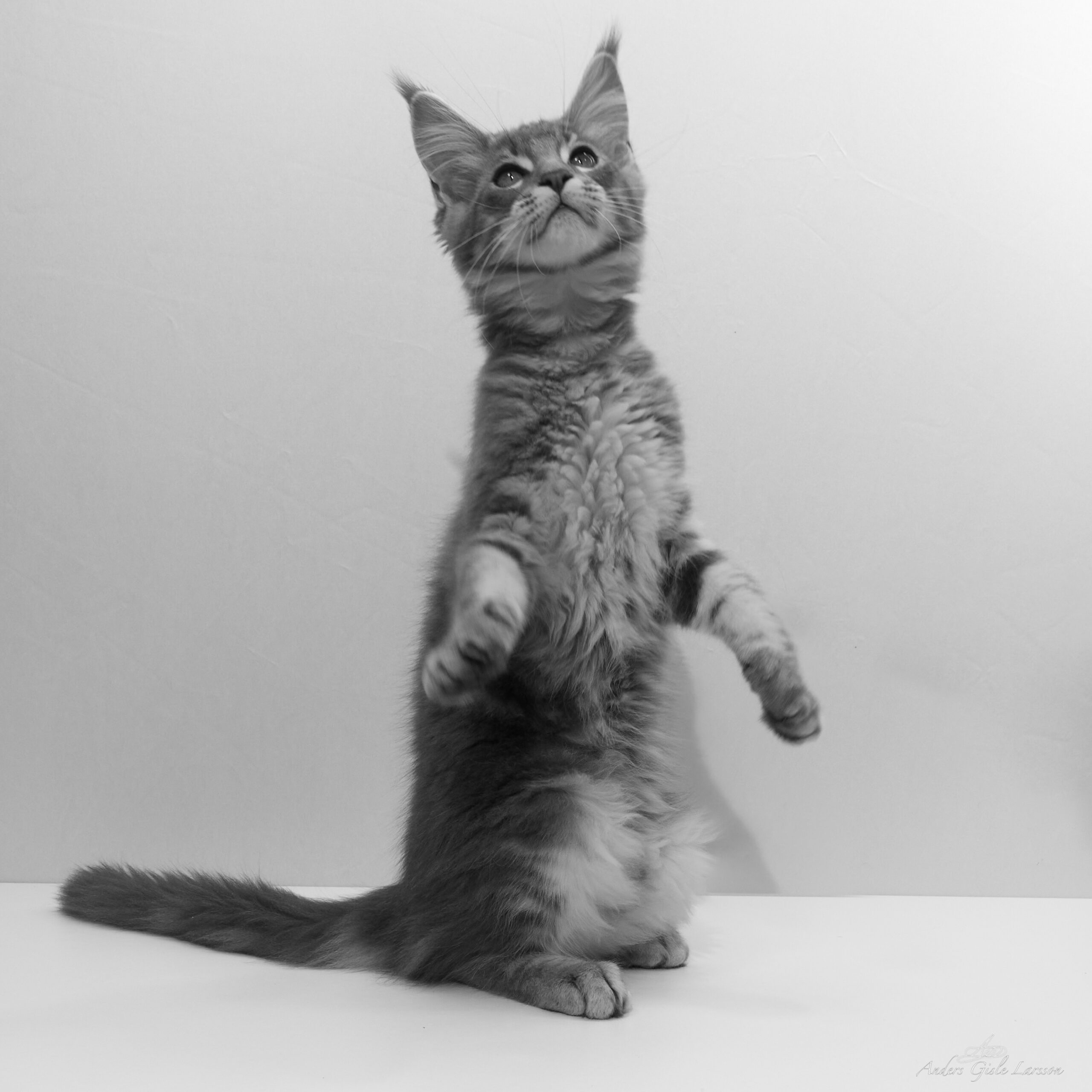 Ruby Rhodd Cat DK Minowisi Bazegw Azban Don Ruby Rhod – MINOWISI Maine Coon's