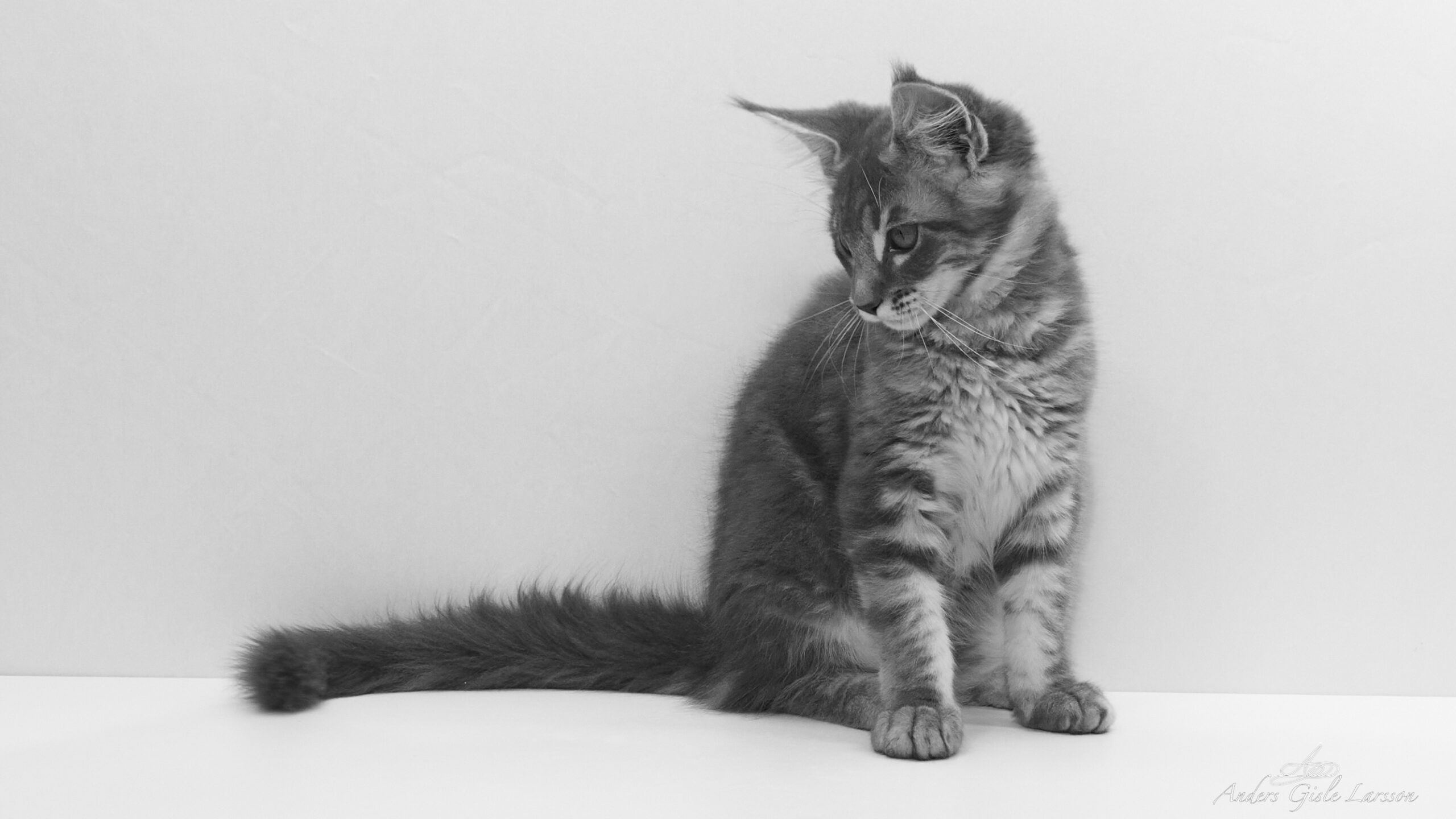 Ruby Rhodd Cat DK Minowisi Bazegw Azban Don Ruby Rhod – MINOWISI Maine Coon's